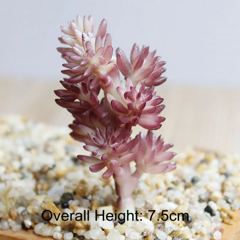 Artificial Green Purple Red Blue Succulent Plants Home Garden Wedding Decoration Mini Desktop Bonsai DIY Plante Artificielle