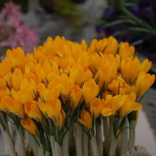 Crocus 'Golden Yellow'