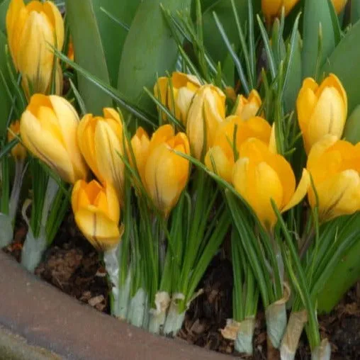 Crocus 'Golden Yellow'
